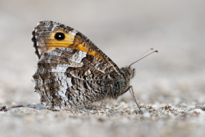 Nahaufnahme einer besonderen Schmetterlingsart, dem Ockerbindigen Samtfalter