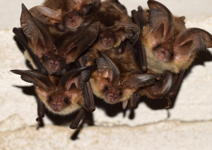 Eine kleine Gruppe der Fledermaus-Art Braunes Langohr (Plecotus auritus) hängt von der Decke