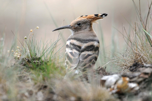 Nahaufnahme eines jungen Wiedehopfs am Boden auf offener Fläche