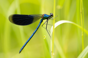 Gebänderte Prachtlibelle (calopteryx splendens) sitzt auf einem Blatt