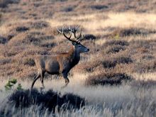 Hirschbrunft in der Zochauer Heide